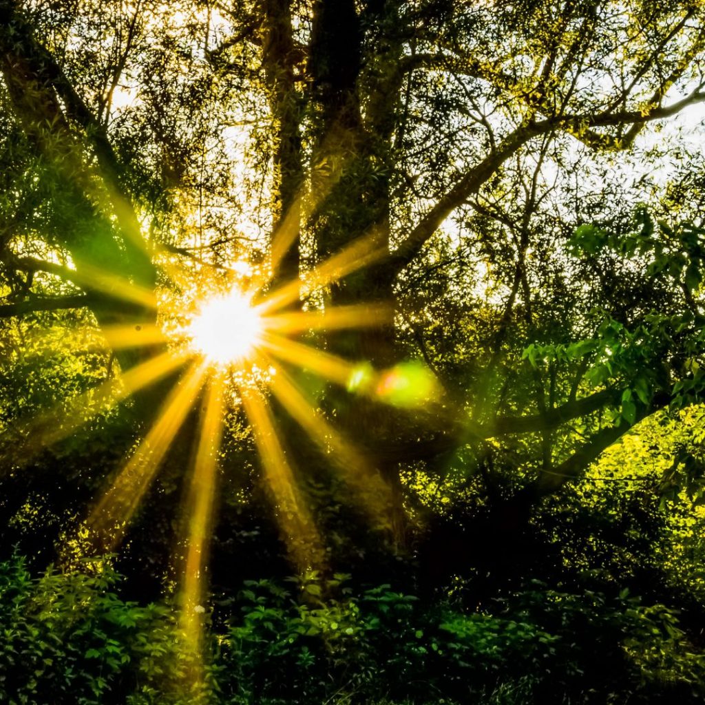 El thetahealing es una técnica que utiliza la meditación para acceder a un estado de ondas cerebrales theta. Este estado facilita la conexión con el subconsciente y permite la reprogramación de creencias limitantes y la sanación de traumas emocionales.